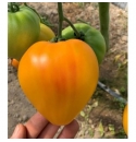 Pomidor Gourmansun 250 nasion