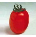 Pomidor Dual Plus 1000 nasion