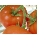Pomidor Flexxion 500n