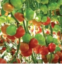 Pomidor Growdena 500 nasion