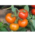 Pomidor Berberana 500 naion