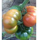Pomidor TG9115 100 nasion