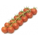 Pomidor Idoia (T35020) 500 nasion