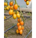Pomidor Orama 500 nasion