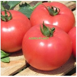 Pomidor Kwintella 250 nasion