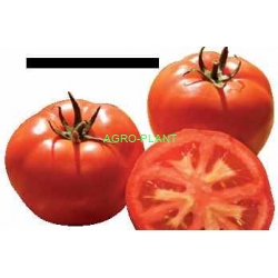 Pomidor Tsarine 500 nasion