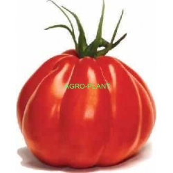 Pomidor Corazon 250 nasion