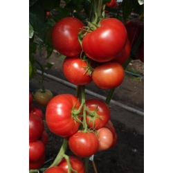 Pomidor Mahitos 100 nasion