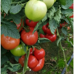 Pomidor Honeylili 250 nasion