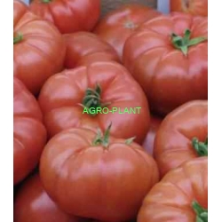 Pomidor Brightina T47455 500 nasion