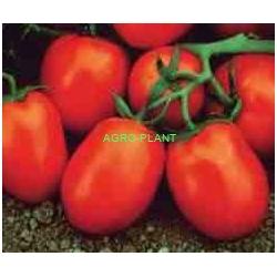 Pomidor Chibli 2500 nasion