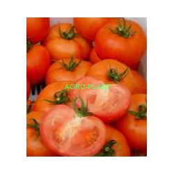 Pomidor Florenzia 1000 nasion