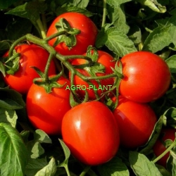 Pomidor Scirocco 5000 nasion