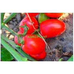 Pomidor Pietrarossa 5000 nasion