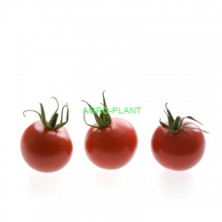 Pomidor Cheramy 100 nasion