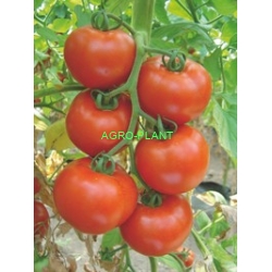 Pomidor Belle 500n
