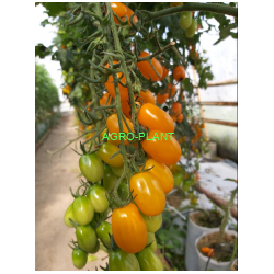 Pomidor Kasja Sweet (ST 7736) 100 nasion