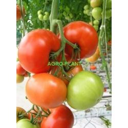 Pomidor Grace 500 nasion
