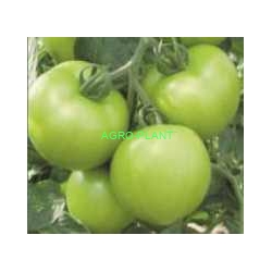 Pomidor Houaria 500 nasion