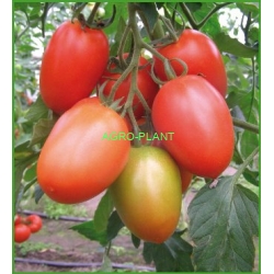 Pomidor Jury 500 nasion