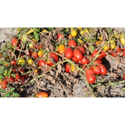 Pomidor Olivenza 10 000 nasion