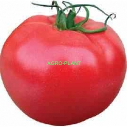 Pomidor Aphen CLX 37397 250 nasion