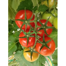 Pomidor GEMMINNI TG 9081 250nasion