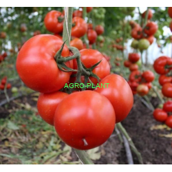 Pomidor Trioset 500 nasion