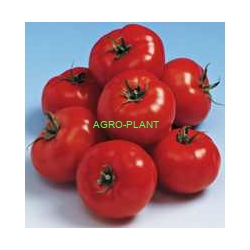 Pomidor Forenza 500 nasion