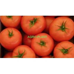 Pomidor Guyana 100 nasion