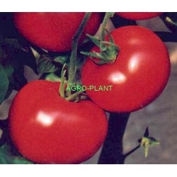 Pomidor Malibu 500 nasion