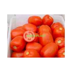Pomidor Dyno 2500 nasion