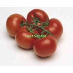 Pomidor Lasso 500 nasion