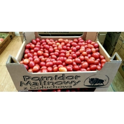 Pomidor Clavellina 100 nasion