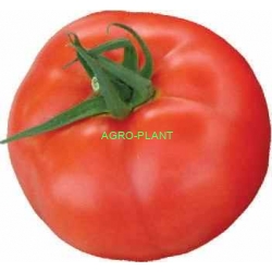 Pomidor Pacyfica 250n