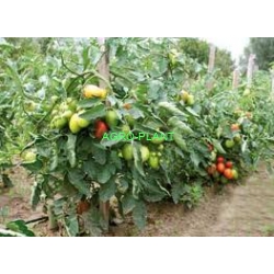 Pomidor Cibellia 1000n