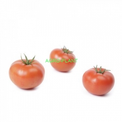 Pomidor Paulanca 100 nasion