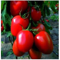Pomidor Aquamiel 250 nasion