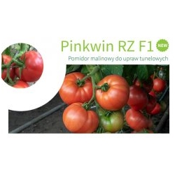 Pomidor Pinkwin 100 nasion