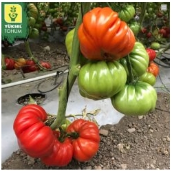 Pomidor Big Boss 250 nasion