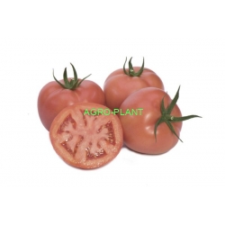 Pomidor Pink Panther 250 nasion