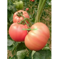 Pomidor Pink King 250 nasion
