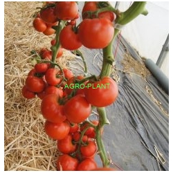 Pomidor Napoline 250 nasion