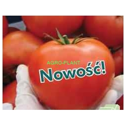 Pomidor Torero 500 nasion
