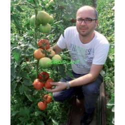 Pomidor Alamina 100 nasion