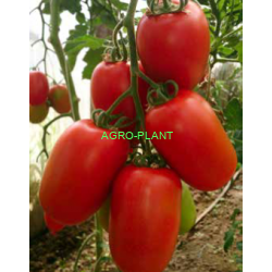 Pomidor Deliwanda 250 nasion