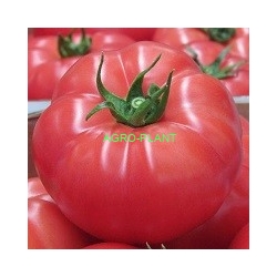 Pomidor Rapanui 100 nasion