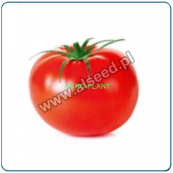 Pomidor Bayonne 500 nasion