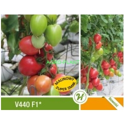 Pomidor Jangcy 250 nasion (v440)