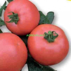 Pomidor VP1 250 nasion
